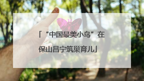 “中国最美小鸟”在保山昌宁筑巢育儿