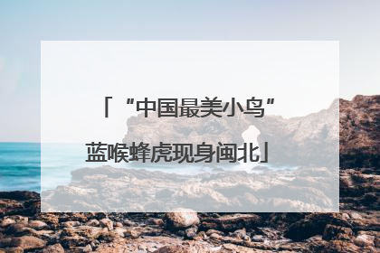 “中国最美小鸟”蓝喉蜂虎现身闽北