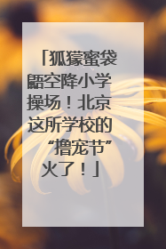 狐獴蜜袋鼯空降小学操场！北京这所学校的“撸宠节”火了！