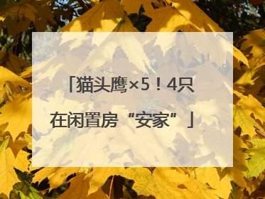猫头鹰×5！4只在闲置房“安家”