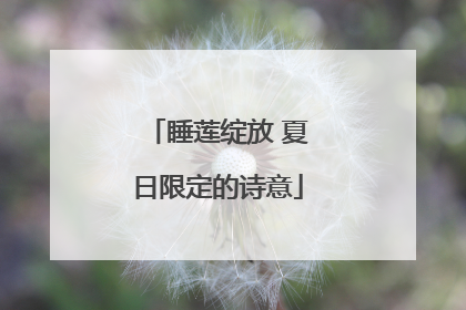 睡莲绽放 夏日限定的诗意