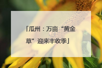 瓜州：万亩“黄金草”迎来丰收季