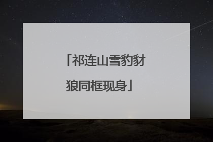 祁连山雪豹豺狼同框现身