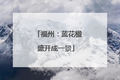 福州：蓝花楹盛开成一景