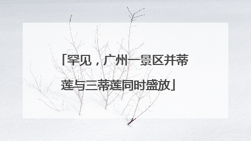 罕见，广州一景区并蒂莲与三蒂莲同时盛放