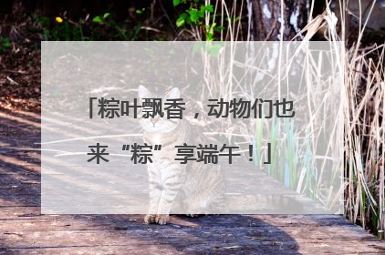 粽叶飘香，动物们也来“粽”享端午！