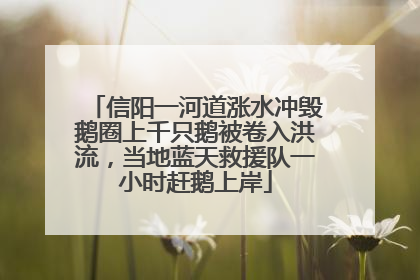 信阳一河道涨水冲毁鹅圈上千只鹅被卷入洪流，当地蓝天救援队一小时赶鹅上岸