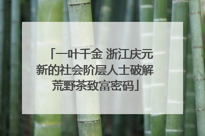 一叶千金 浙江庆元新的社会阶层人士破解荒野茶致富密码