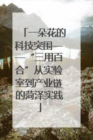 一朵花的科技突围——“三用百合”从实验室到产业链的菏泽实践