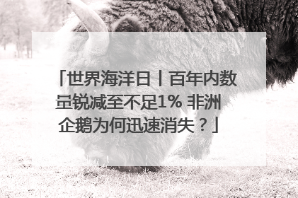 世界海洋日丨百年内数量锐减至不足1% 非洲企鹅为何迅速消失？