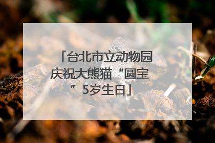 台北市立动物园庆祝大熊猫“圆宝”5岁生日