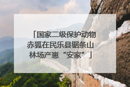 国家二级保护动物赤狐在民乐县锯条山林场产崽“安家”