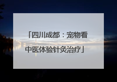 四川成都：宠物看中医体验针灸治疗