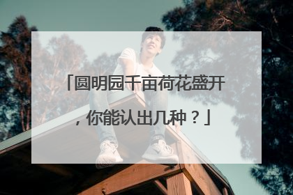 圆明园千亩荷花盛开，你能认出几种？
