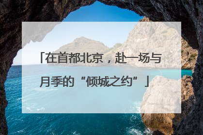在首都北京，赴一场与月季的“倾城之约”