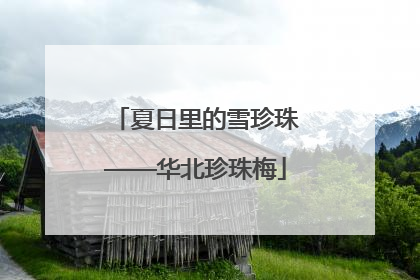夏日里的雪珍珠——华北珍珠梅