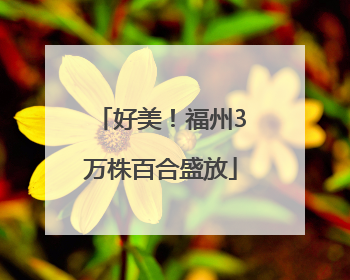 好美！福州3万株百合盛放