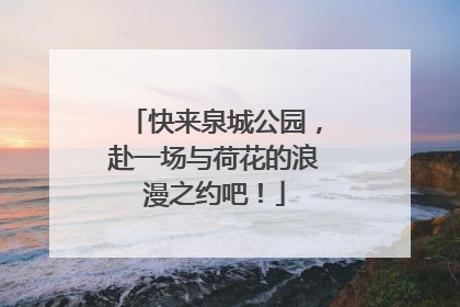快来泉城公园，赴一场与荷花的浪漫之约吧！