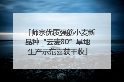 师宗优质强筋小麦新品种“云麦80”旱地生产示范喜获丰收