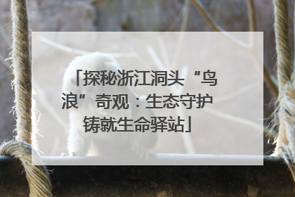 探秘浙江洞头“鸟浪”奇观：生态守护铸就生命驿站