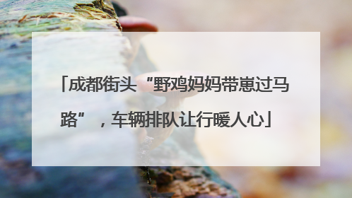 成都街头“野鸡妈妈带崽过马路”，车辆排队让行暖人心