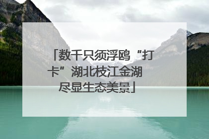 数千只须浮鸥“打卡”湖北枝江金湖 尽显生态美景