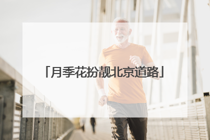 月季花扮靓北京道路