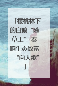樱桃林下的白鹅“除草工” 奏响生态致富“向天歌”