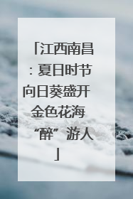 江西南昌：夏日时节向日葵盛开 金色花海“醉”游人