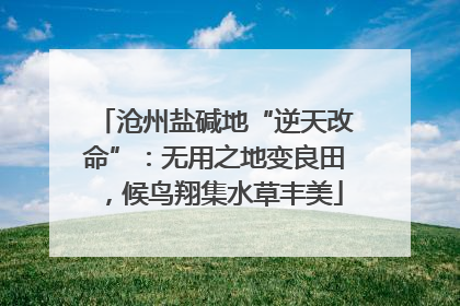 沧州盐碱地“逆天改命”：无用之地变良田，候鸟翔集水草丰美