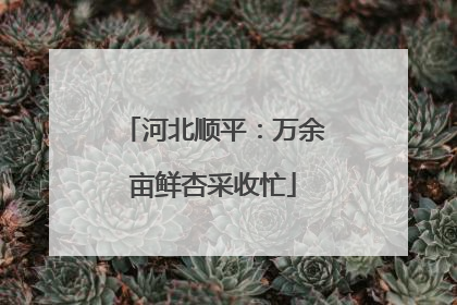 河北顺平：万余亩鲜杏采收忙
