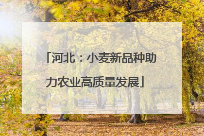 河北：小麦新品种助力农业高质量发展