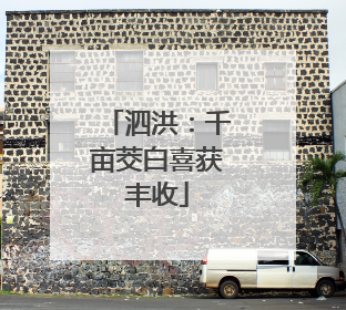 泗洪：千亩茭白喜获丰收