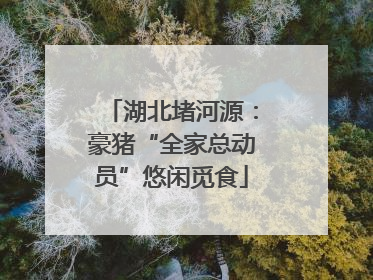 湖北堵河源：豪猪“全家总动员”悠闲觅食