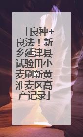良种+良法！新乡延津县试验田小麦刷新黄淮麦区高产记录