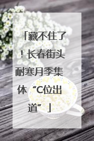 藏不住了！长春街头耐寒月季集体“C位出道”