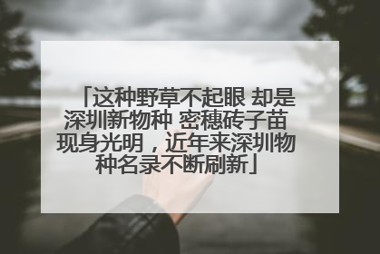 这种野草不起眼 却是深圳新物种 密穗砖子苗现身光明，近年来深圳物种名录不断刷新
