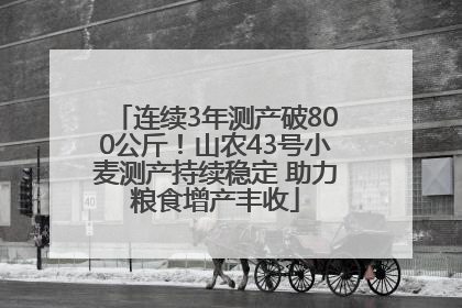 连续3年测产破800公斤！山农43号小麦测产持续稳定 助力粮食增产丰收
