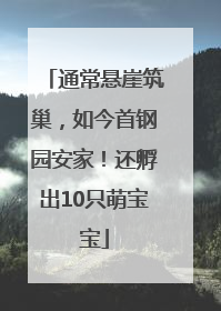 通常悬崖筑巢，如今首钢园安家！还孵出10只萌宝宝