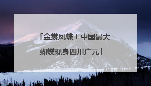 金裳凤蝶！中国最大蝴蝶现身四川广元