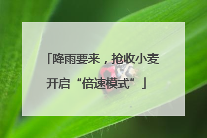 降雨要来，抢收小麦开启“倍速模式”