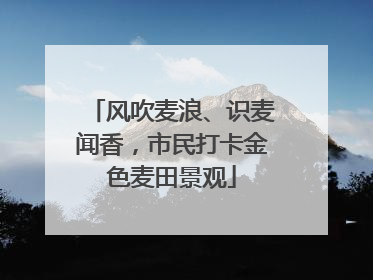 风吹麦浪、识麦闻香，市民打卡金色麦田景观