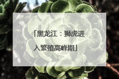 黑龙江：狮虎进入繁殖高峰期